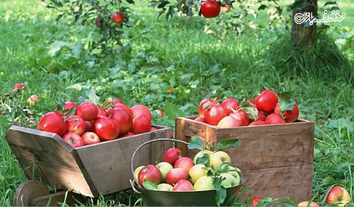جشن بزرگ سیب در تنگه مروارید همراه با آژانس سیرفارس