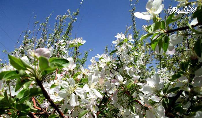 تور منطقه سرسبز سربست سپیدان و شکوفه های سیب همراه با آژانس گردشگری نارنج و ترنج شیراز