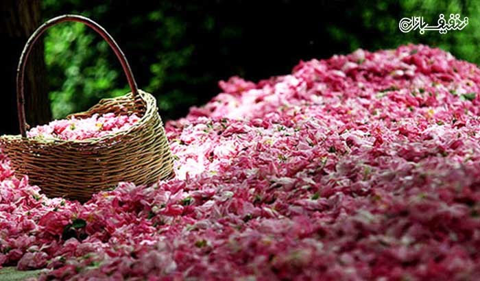تور یک روزه جشنواره گلاب گیری میمند همراه با آژانس مسافرتی تیرازیس 