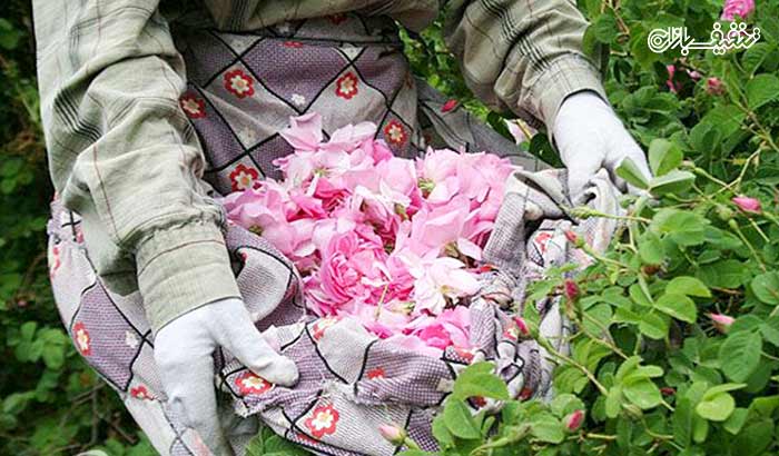 تور یک روزه جشنواره گلاب گیری میمند همراه با آژانس مسافرتی تیرازیس 