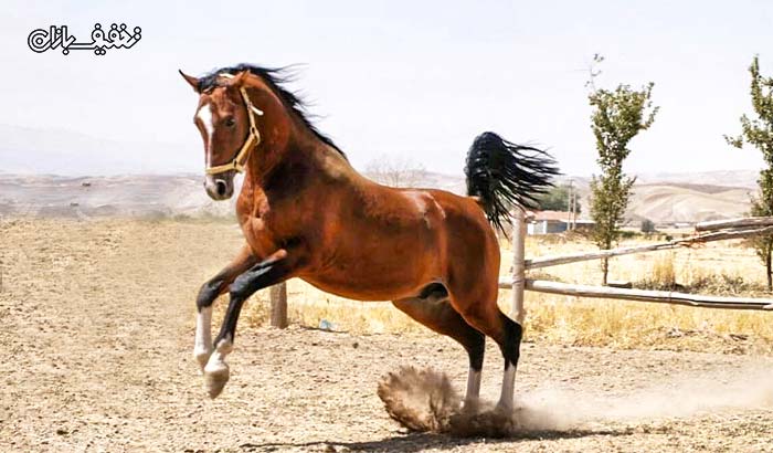 آموزش سوارکاری و پرورش اسب در مجموعه سوارکاری و پرورش اسب ماهان