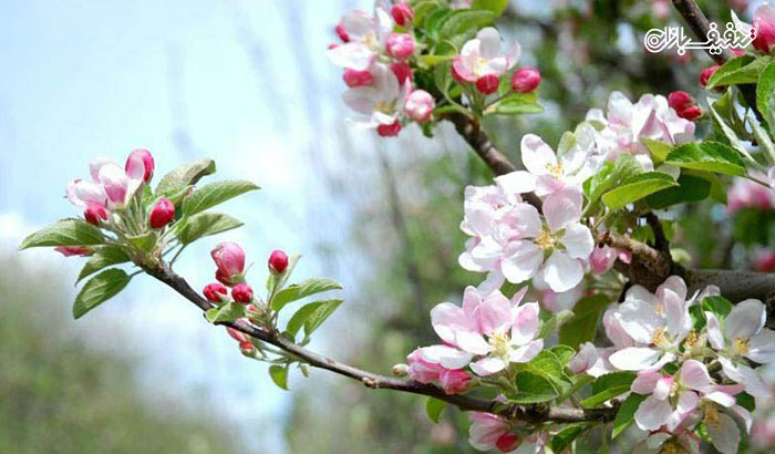 تور جشن شکوفه های بهاری سیب همراه با آژانس نقش رستم
